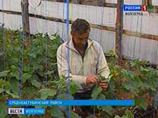 Среднеахтубинский фермер расширяет производство