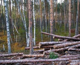 В Среднеахтубинском районе вырубили часть лесничества
