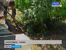 Во дворе жителя Краснослободска обнаружено 53 куста культивированной конопли